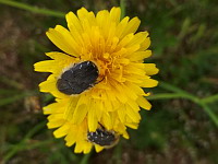 Dark Flower Scarab (ph. Mrugala F., Chiroubles, juin 2021)(5), 